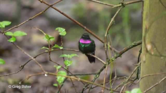 Colibrí Turmalina - ML201816481