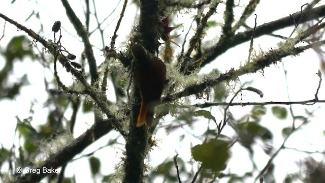 Subepalo Perlado - ML201816531