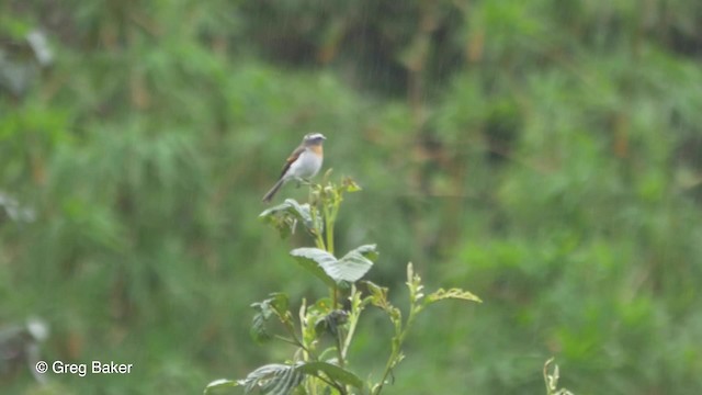 Rufous-breasted Chat-Tyrant - ML201816561