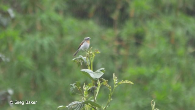 ムネアカヒタキタイランチョウ - ML201816561