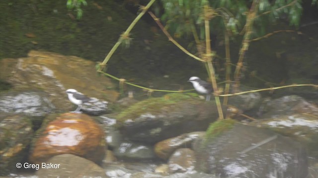 White-capped Dipper (White-bellied) - ML201816571