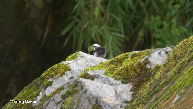 White-capped Dipper (White-bellied) - ML201816581