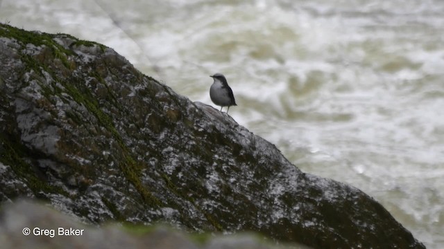 White-capped Dipper (White-bellied) - ML201816591