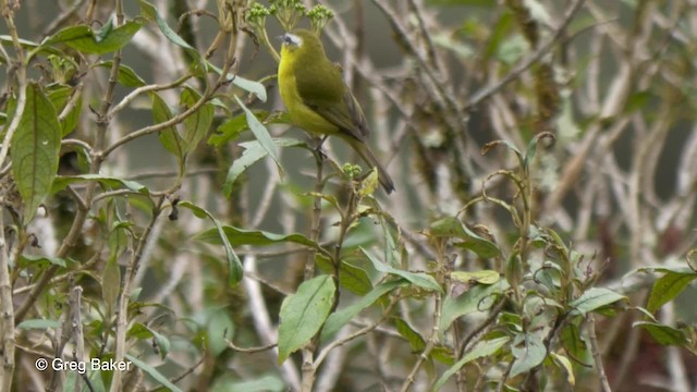 Ak Kaşlı Hemispingus [superciliaris grubu] - ML201816601