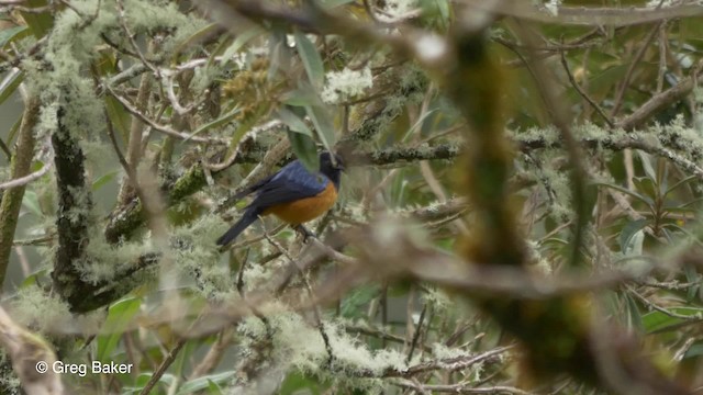 Blue-backed Conebill - ML201816611