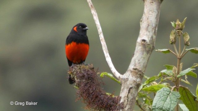 Tangara Ventriescarlata (grupo lunulatus) - ML201816621