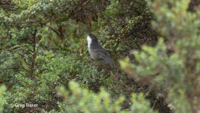 Black-backed Bush Tanager - ML201816631