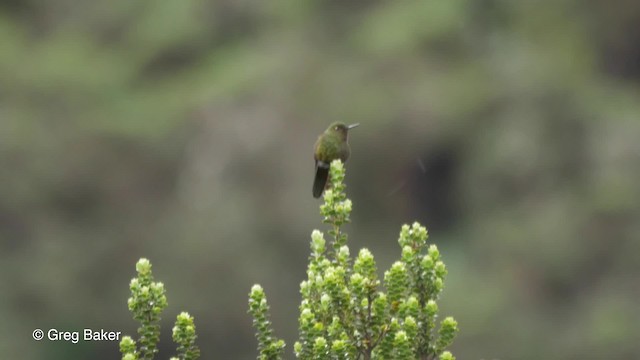 Viridian Metaltail (Ecuadorian) - ML201816651