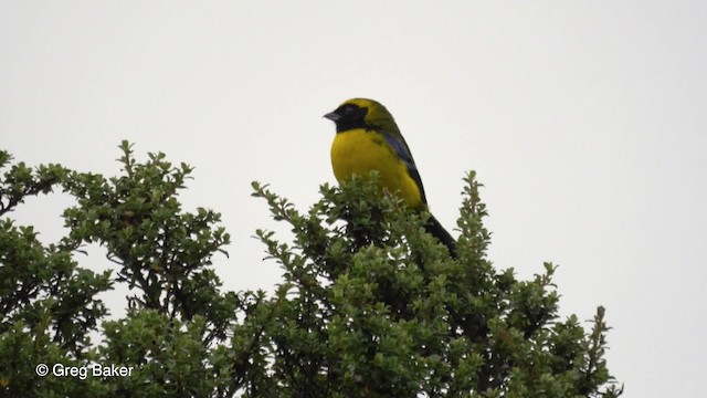 Masked Mountain Tanager - ML201816671