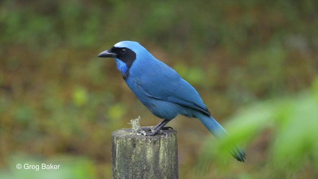 Turquoise Jay - ML201816681