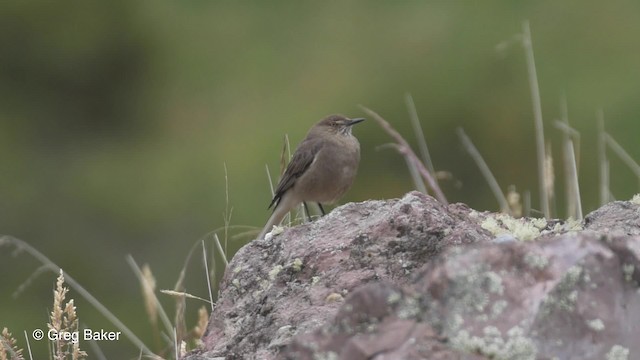 Black-billed Shrike-Tyrant - ML201816741