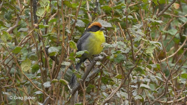 Atlapetes Pechiamarillo (grupo latinuchus) - ML201816751