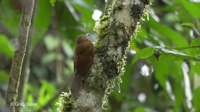 Tyrannine Woodcreeper - ML201816781