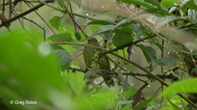 Green-and-black Fruiteater (Green-and-black) - ML201816801