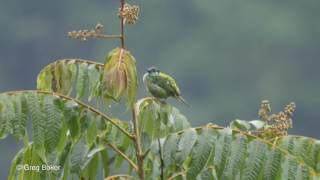 Black-capped Tanager - ML201816841