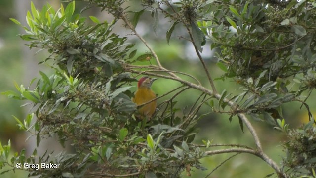 Golden-olive Woodpecker (Golden-olive) - ML201816861