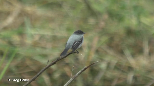 Torrent Tyrannulet - ML201816871