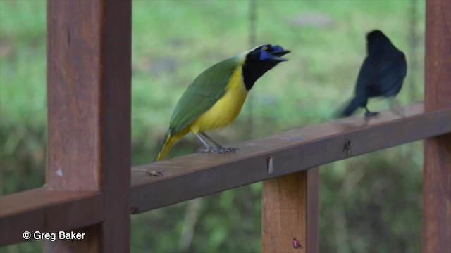 Green Jay (Inca) - ML201816891