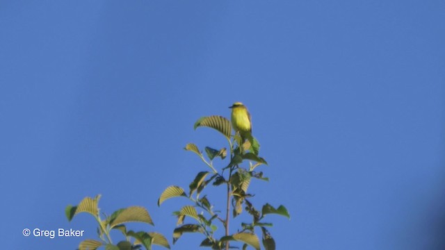 Lemon-browed Flycatcher - ML201816911