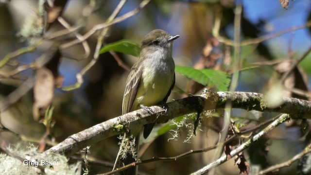Pale-edged Flycatcher - ML201816921
