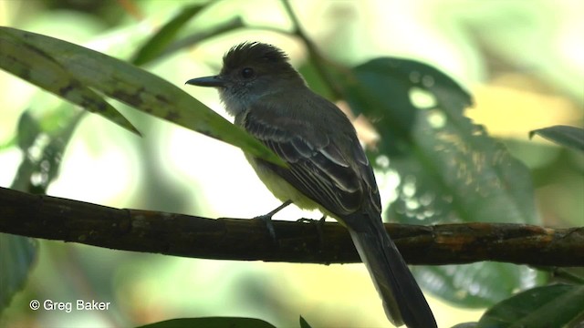 Pale-edged Flycatcher - ML201816931