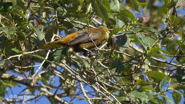 Cacique Dorsirrufo (grupo angustifrons) - ML201816951