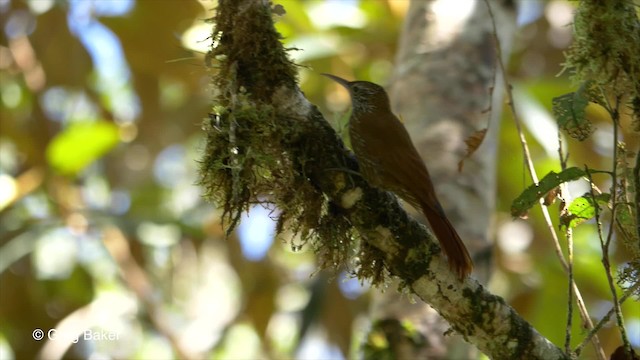 Montane Woodcreeper - ML201816981