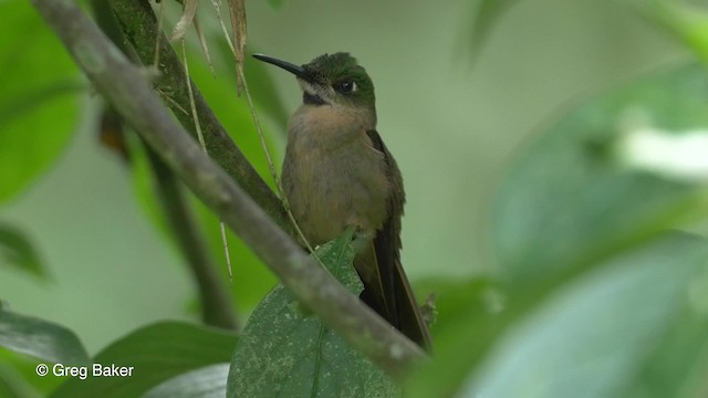 Fawn-breasted Brilliant - ML201817021