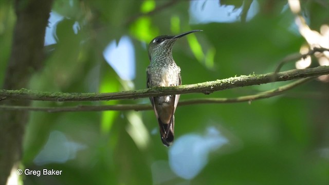 kolibřík fialovočelý - ML201817051