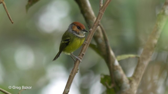 Rufous-crowned Tody-Flycatcher - ML201817101