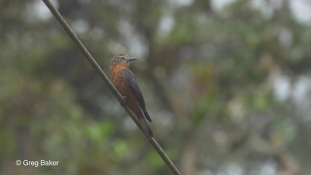 Moucherolle hirondelle (ferruginea/sclateri) - ML201817151