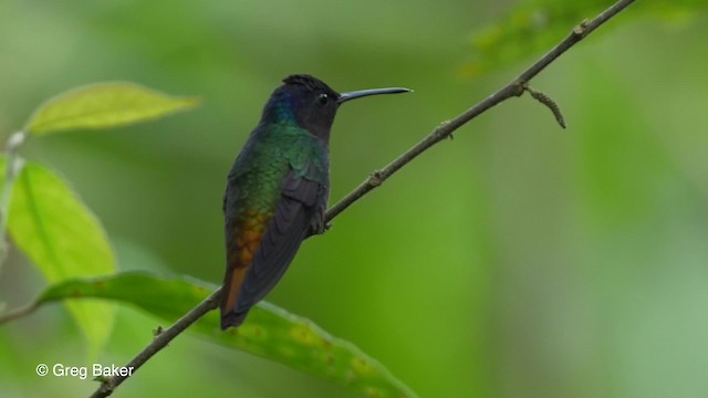 Golden-tailed Sapphire - ML201817161