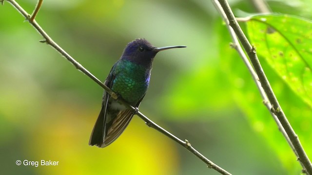 Colibri oenone - ML201817171