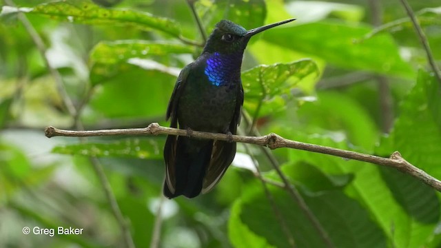 Colibrí del Napo - ML201817181