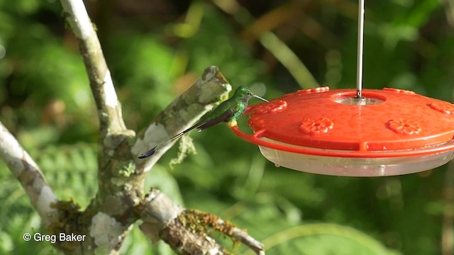 Colibrí de Raquetas Peruano - ML201817201