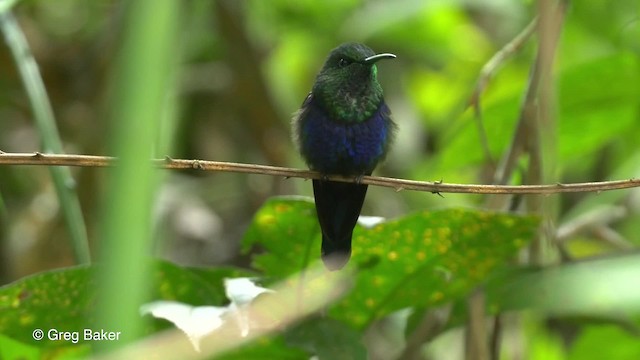 kolibřík nymfový - ML201817211