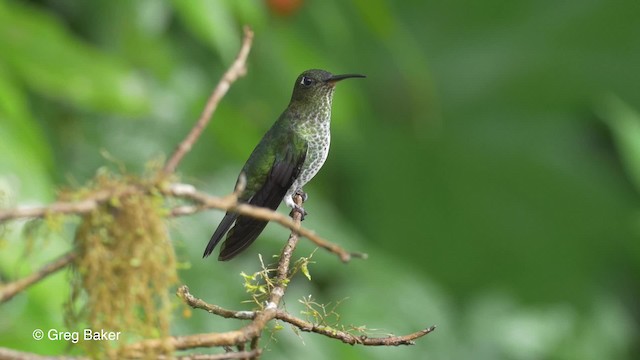 Many-spotted Hummingbird - ML201817221