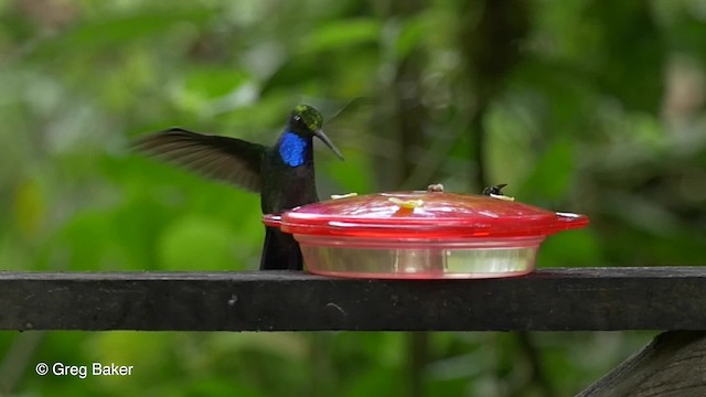 Colibrí del Napo - ML201817251