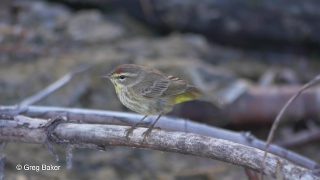 Paruline à couronne rousse (palmarum) - ML201817281