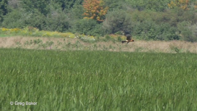 Northern Harrier - ML201817301