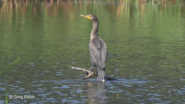 Double-crested Cormorant - ML201817311