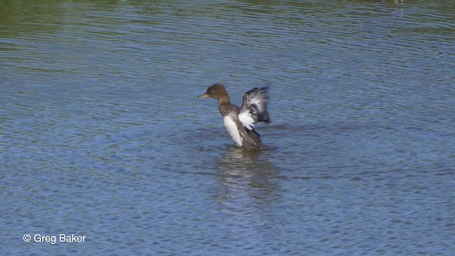 Hooded Merganser - ML201817321