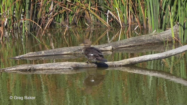 Hooded Merganser - ML201817331