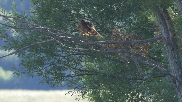 Northern Harrier - ML201817361