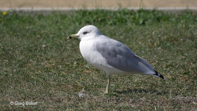 Ring-billed Gull - ML201817381