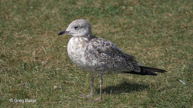 Ring-billed Gull - ML201817401