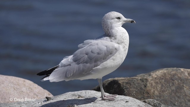 Ring-billed Gull - ML201817421