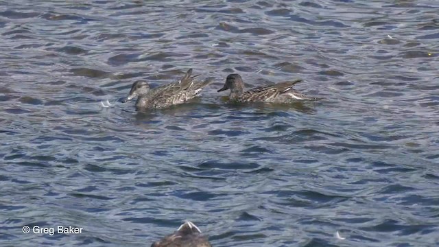 Green-winged Teal (American) - ML201817431