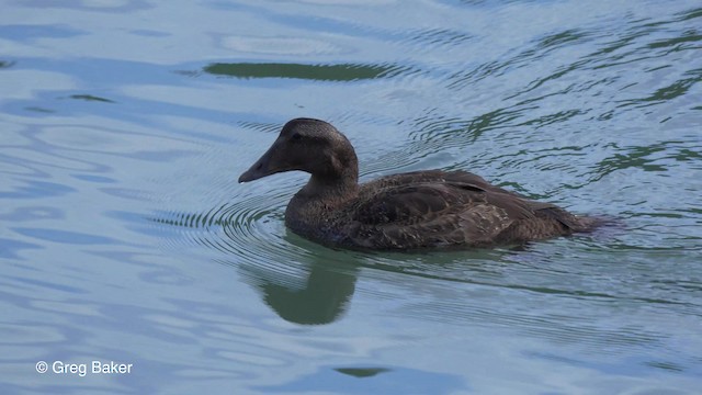 Common Eider (Dresser's) - ML201817441