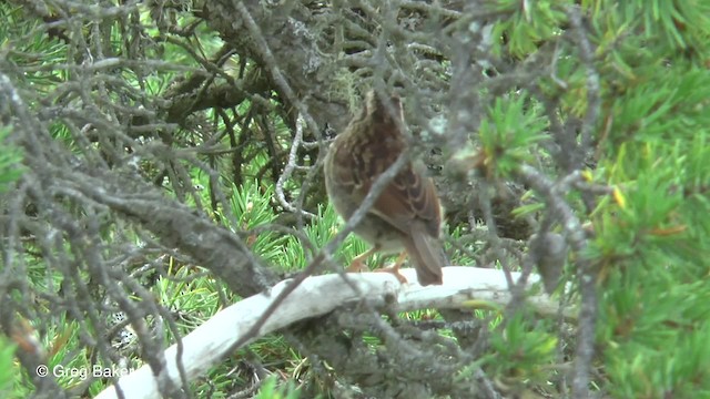 White-throated Sparrow - ML201817461